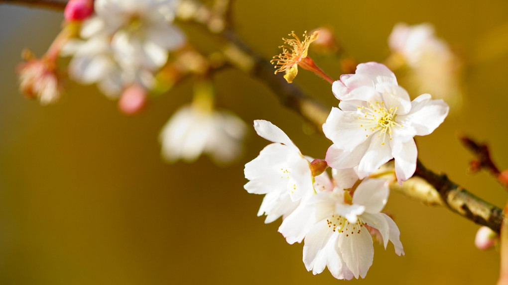 凛として　十月桜が　花開く