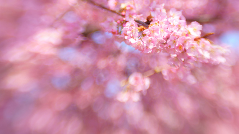 待ちわびた　桜花爛漫　時 来たる