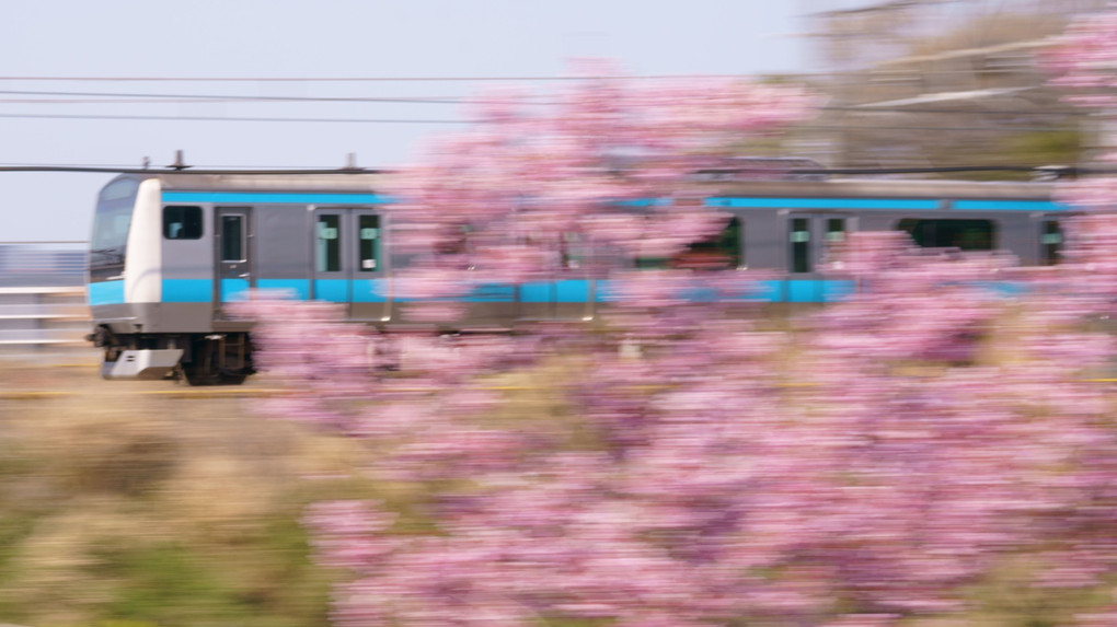 車窓越し　過ぎゆく春は　桜色