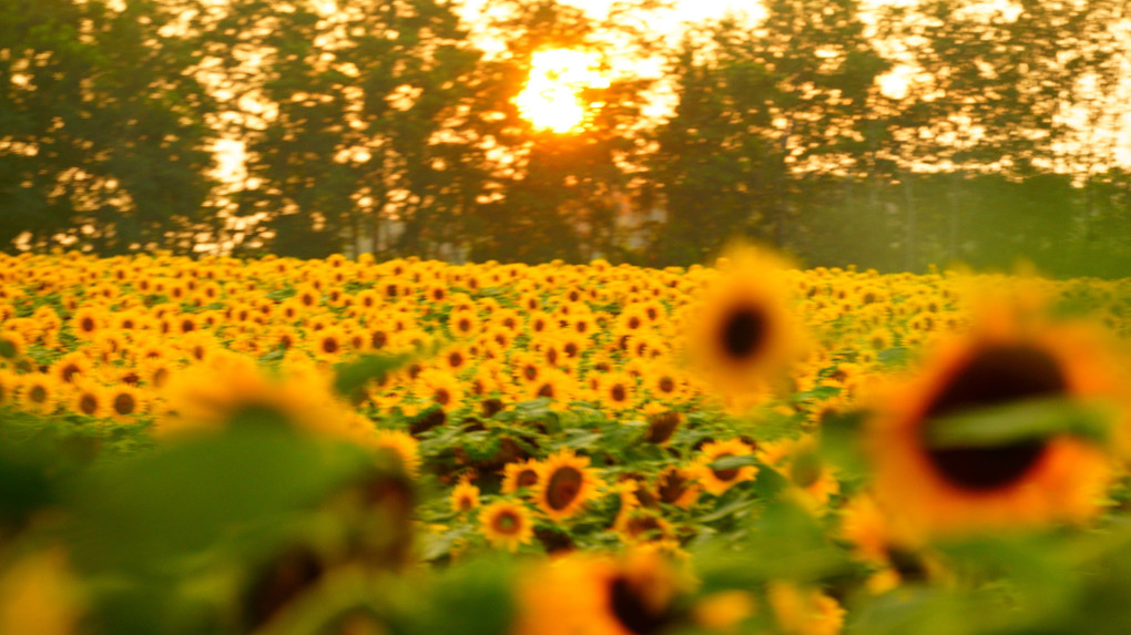 日の出から　日の入りまでも　花畑