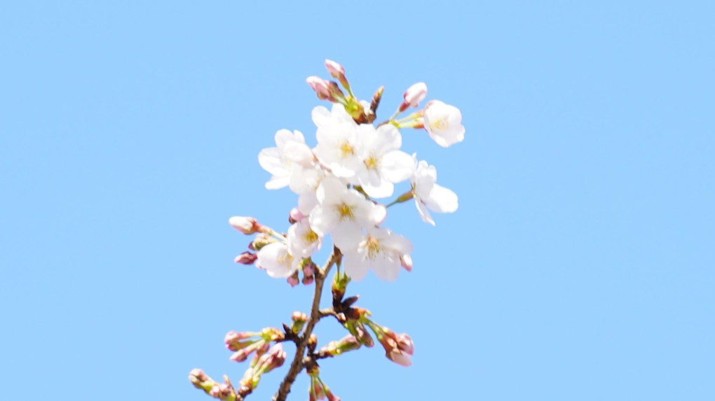 速報　今年もソメイヨシノが開花