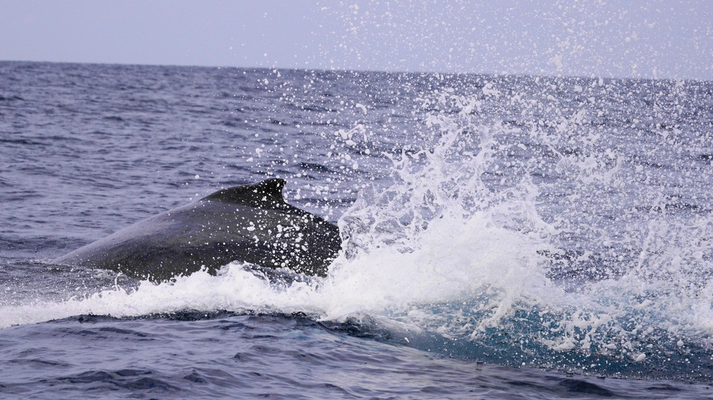 春の海　クジラと遊ぶ　初体験