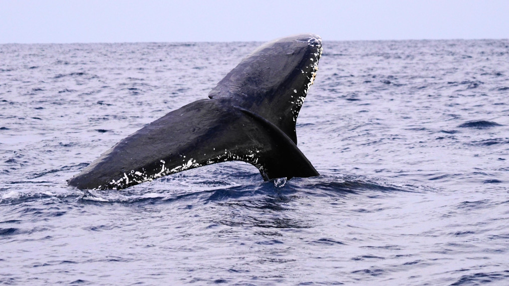 春の海　クジラと遊ぶ　初体験