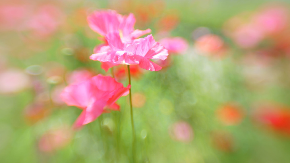 ひなげしを　ポピーと呼んだり　虞美人草