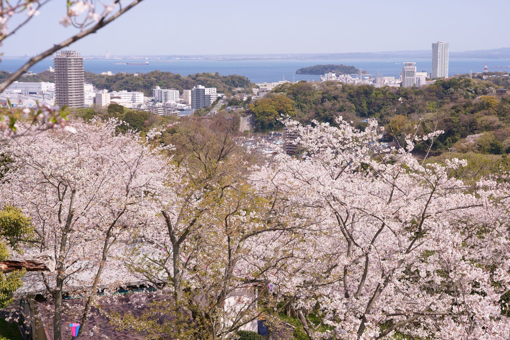 猿島を　遠く眺めて　桜山
