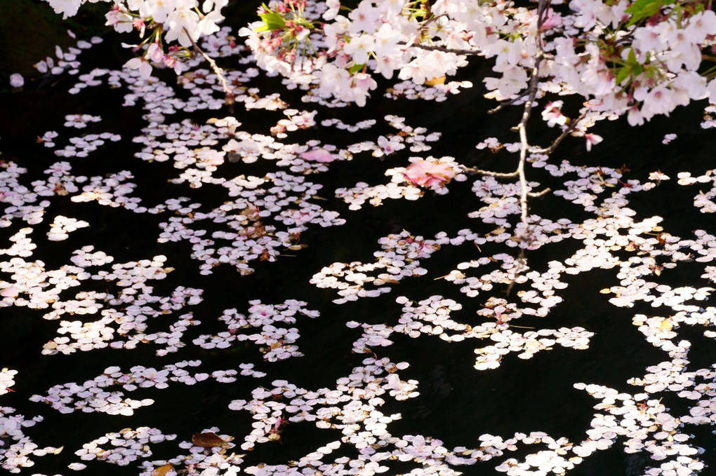 散る桜　黒き水面に　咲く桜
