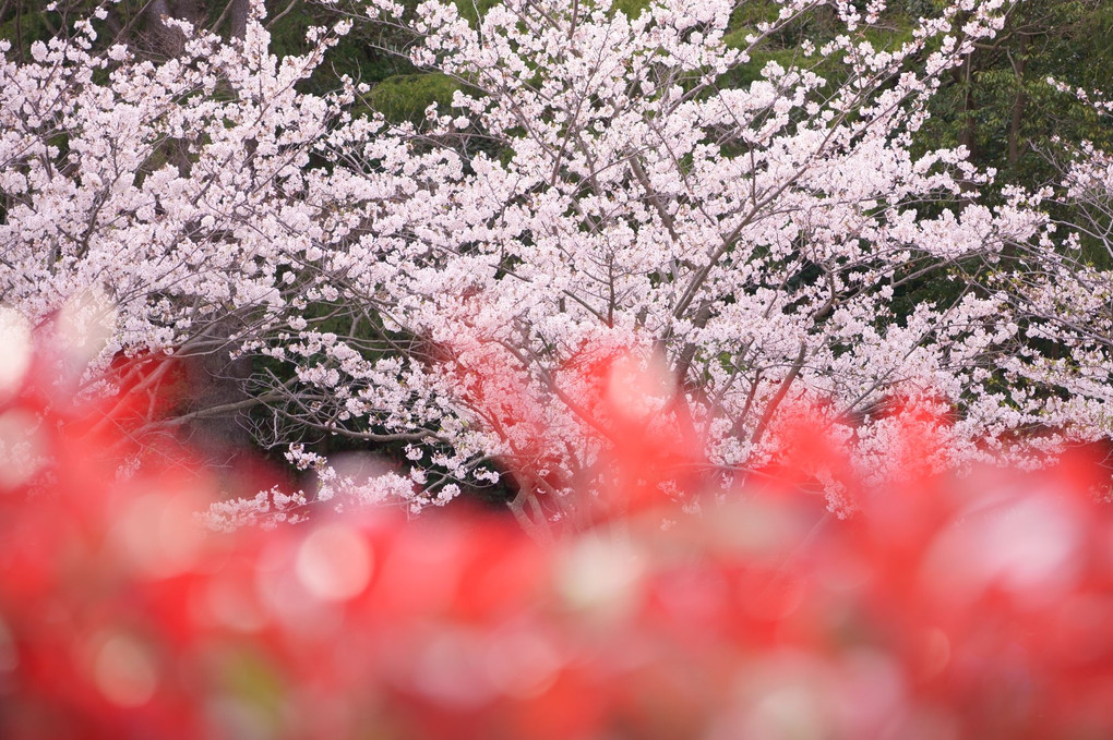 赤い葉に　桜の白さ　春の夕暮