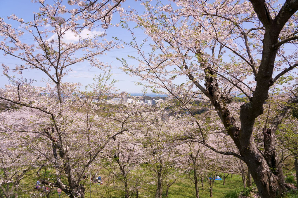 青い目の　サムライ偲ぶ　桜山