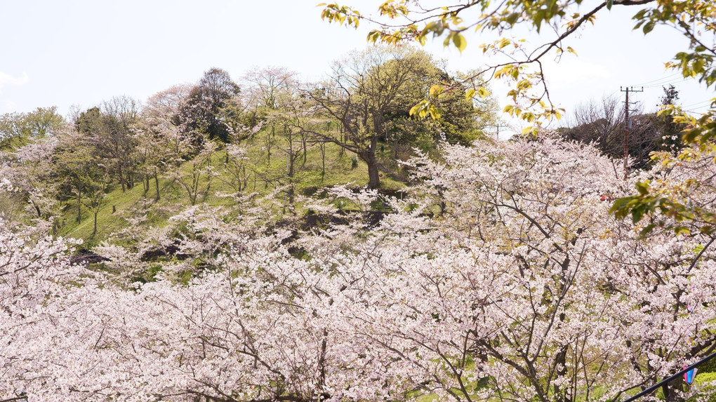 青い目の　サムライ偲ぶ　桜山
