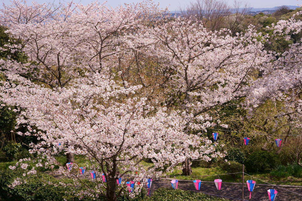 青い目の　サムライ偲ぶ　桜山