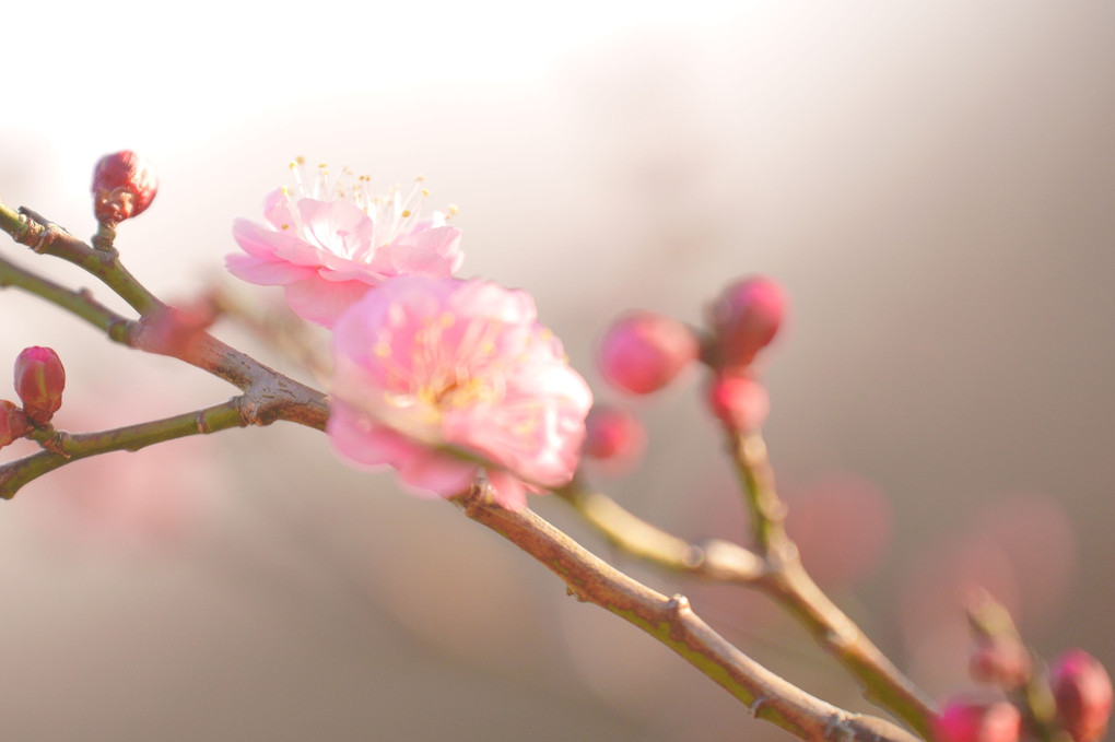 東風吹かばにほひおこせよ梅の花 あるじなしとて春を忘るな