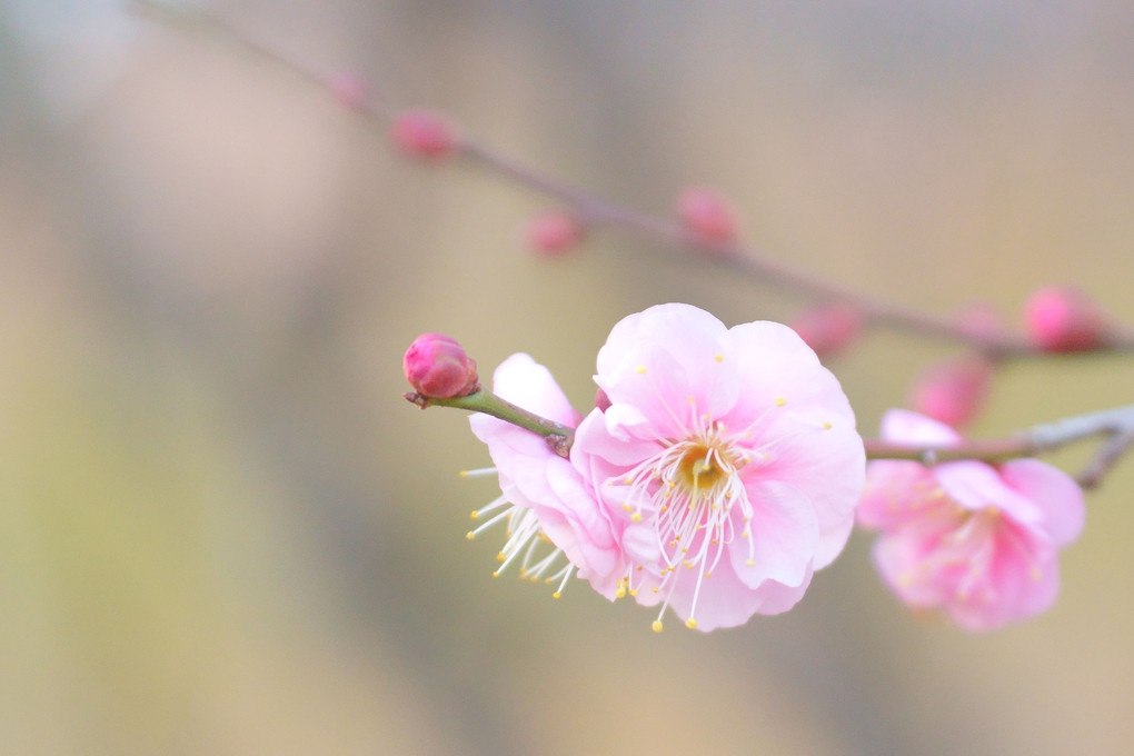 東風吹かばにほひおこせよ梅の花 あるじなしとて春を忘るな