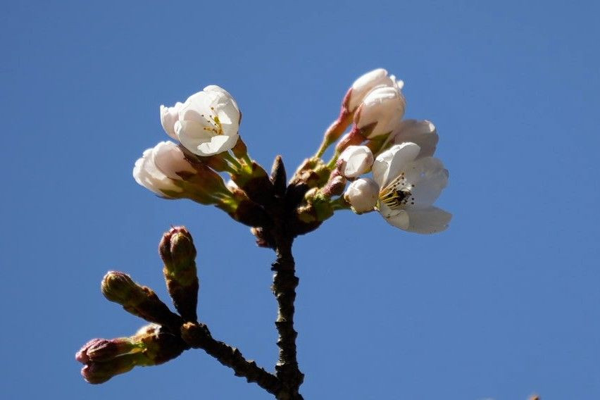 今年も開花を確認出来ました