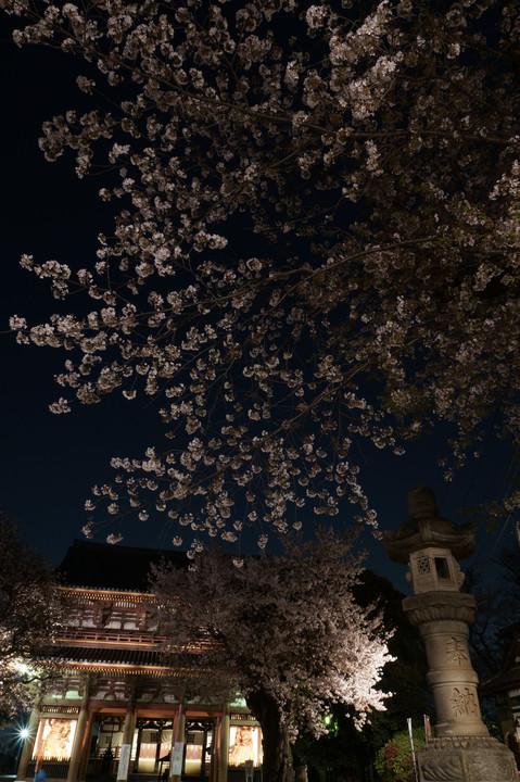 池上本門寺　夜桜