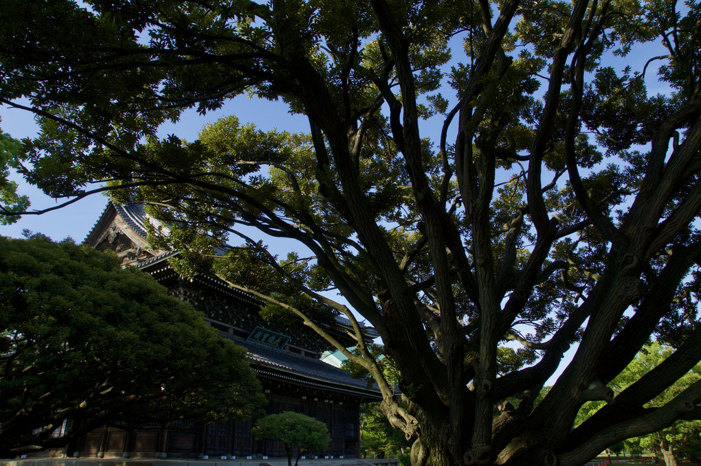 鶴見　曹洞宗大本山総持寺　複雑な樹の向こうの大雄宝殿