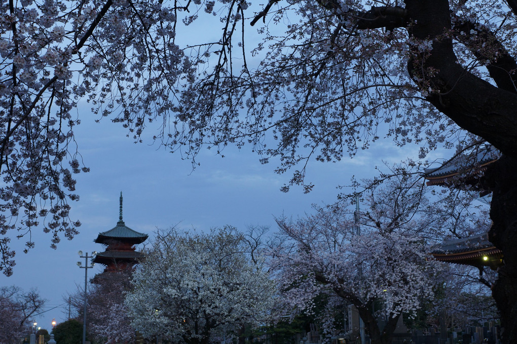 池上本門寺　マジックアワーの桜