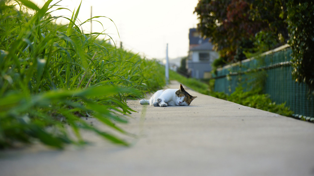 私は、しわあせ~(^^zzz