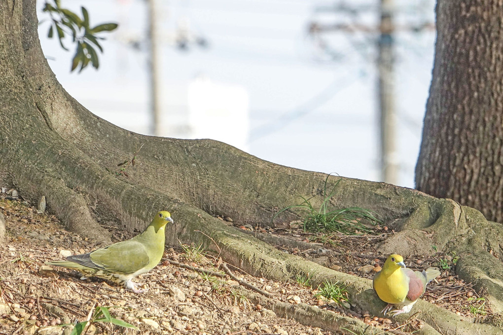 朝宮公園の鳥たち