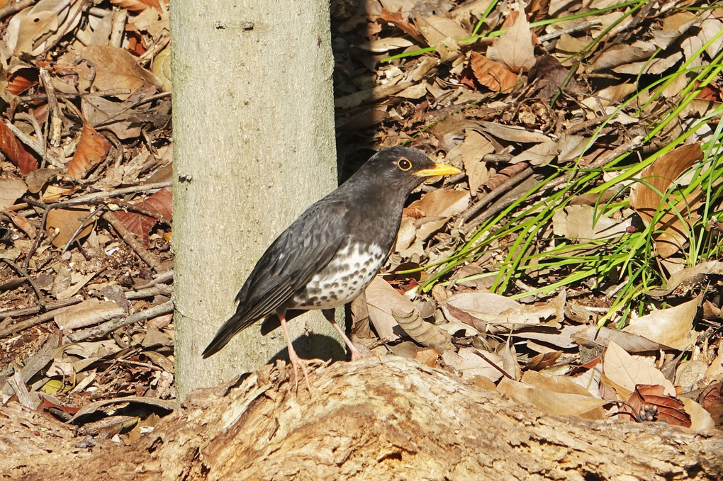 朝宮公園の鳥たち