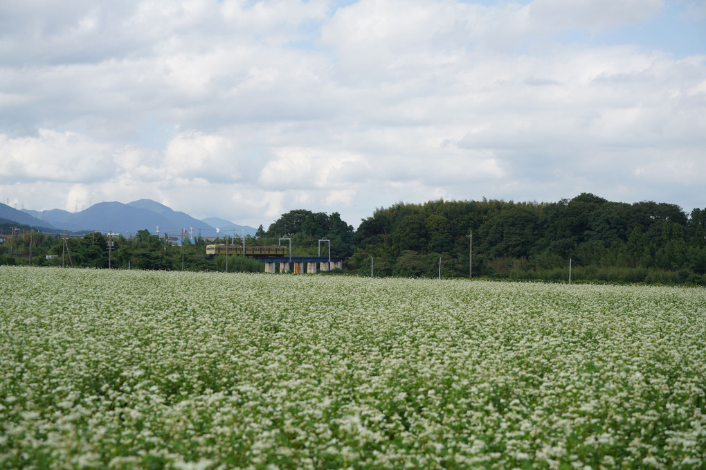 三岐鉄道と蕎麦の花