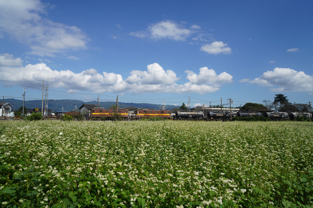 三岐鉄道と蕎麦の花