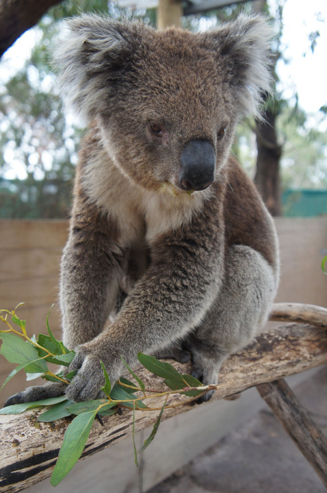 Australia 2016