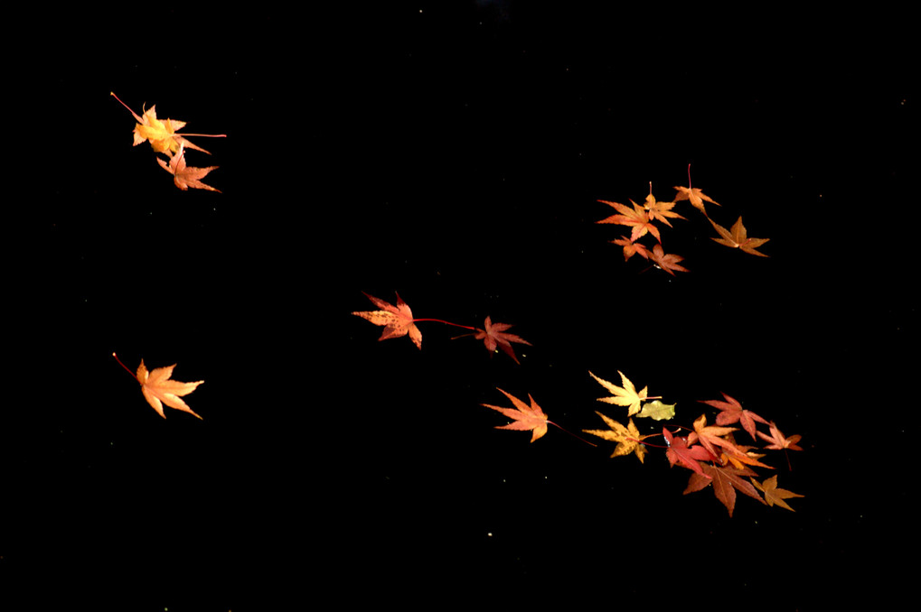 惜秋の蒔絵