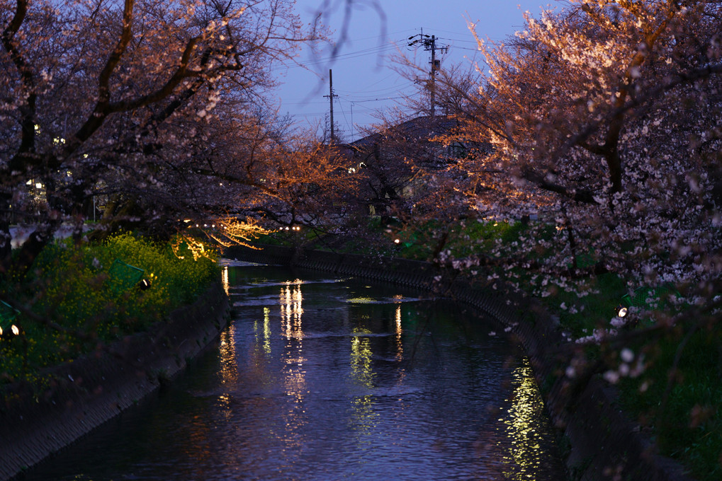 桜並木にライトアップ