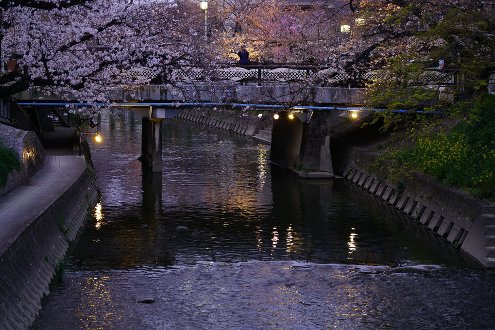 桜並木にライトアップ
