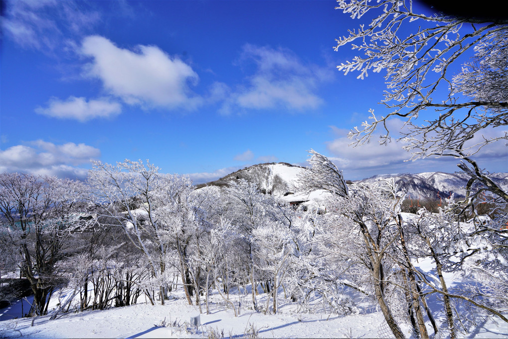 樹氷って素晴らしい