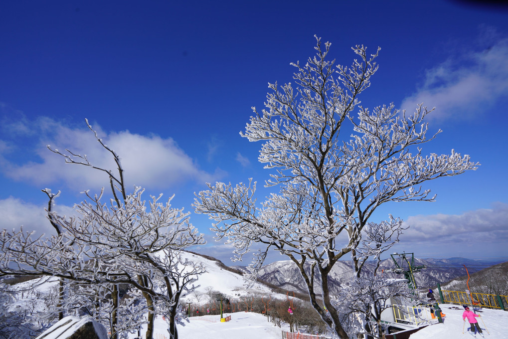 樹氷って素晴らしい