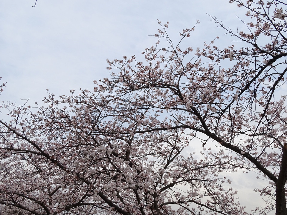 桜満開だ