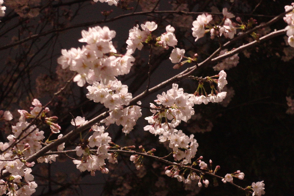 桜満開だ
