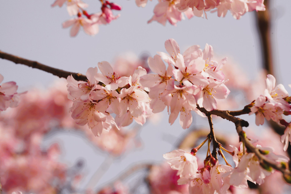 ほぼ満開な桜　鶴舞公園