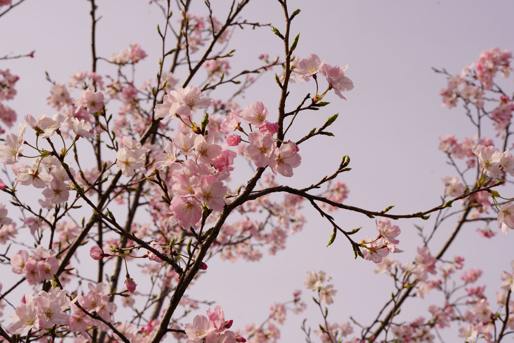 ほぼ満開な桜　鶴舞公園