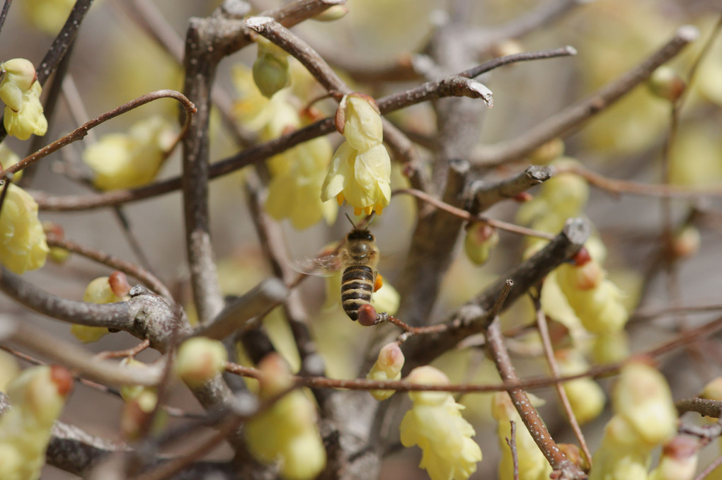 トサミズキの蜜を吸うミツバチ