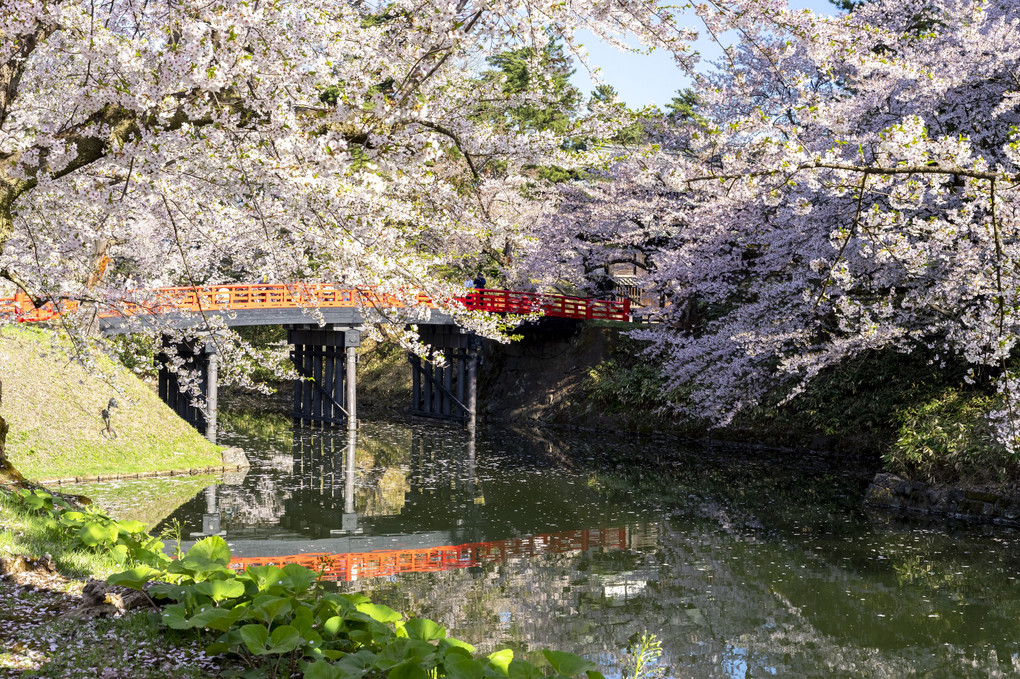 弘前の桜