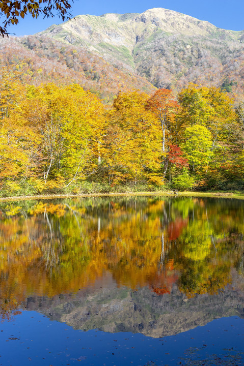 小さな池の大きな秋