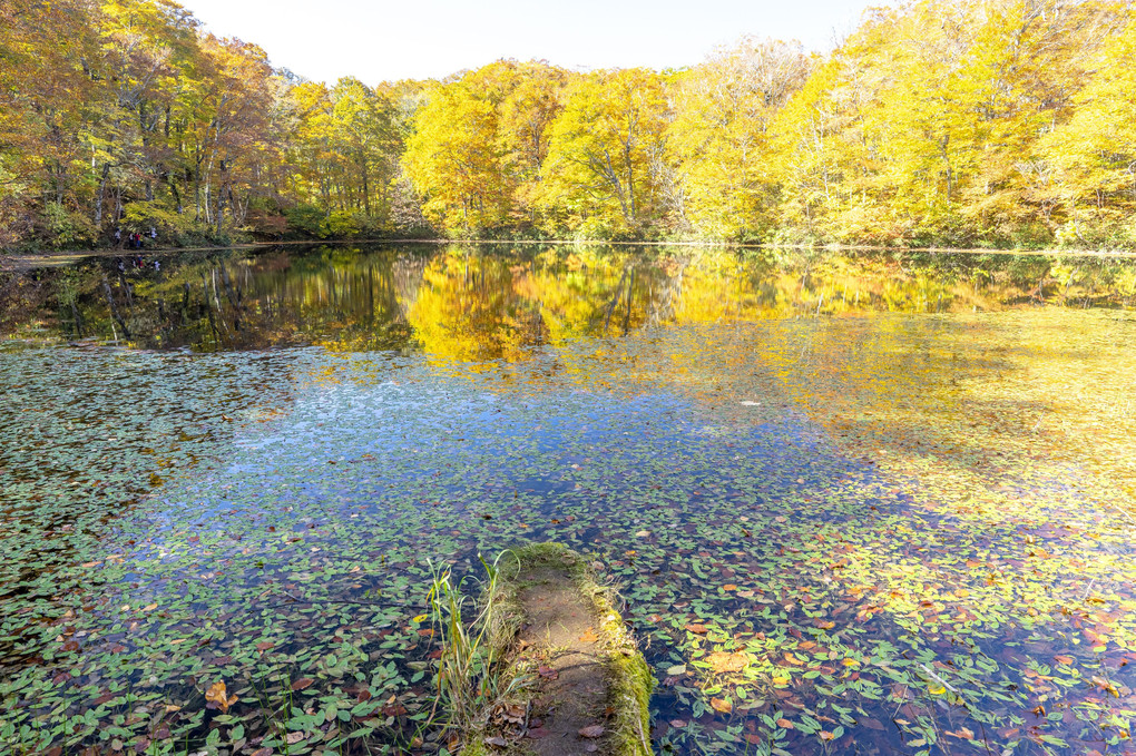 小さな池の大きな秋
