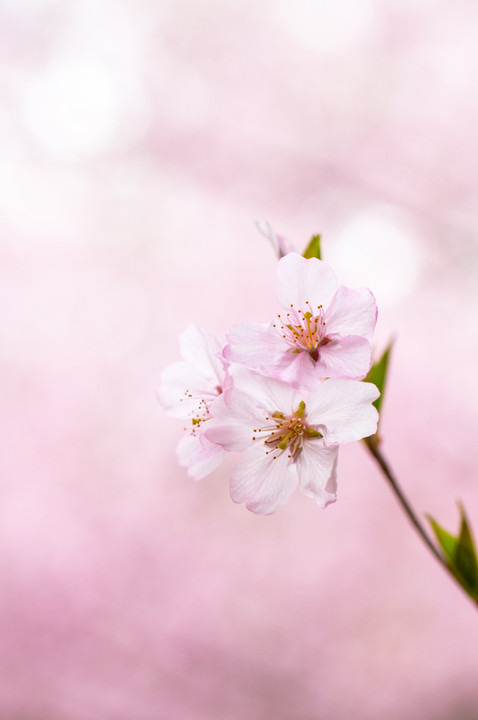 桜色日和