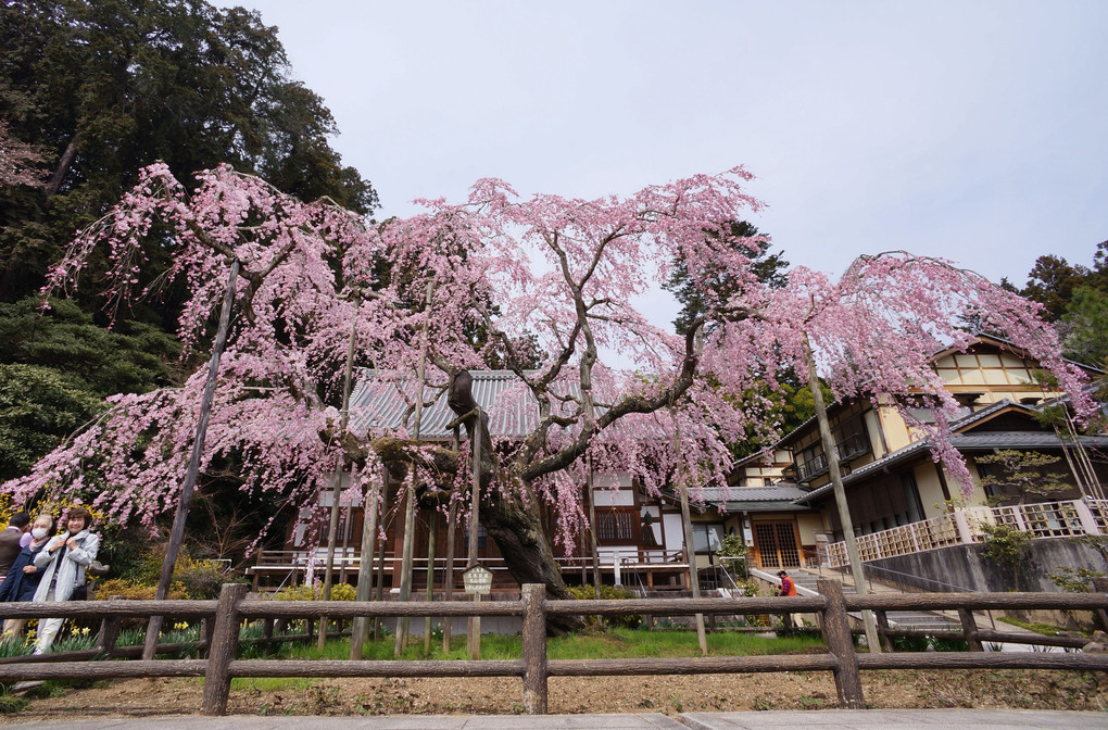 大平寺のしだれ桜