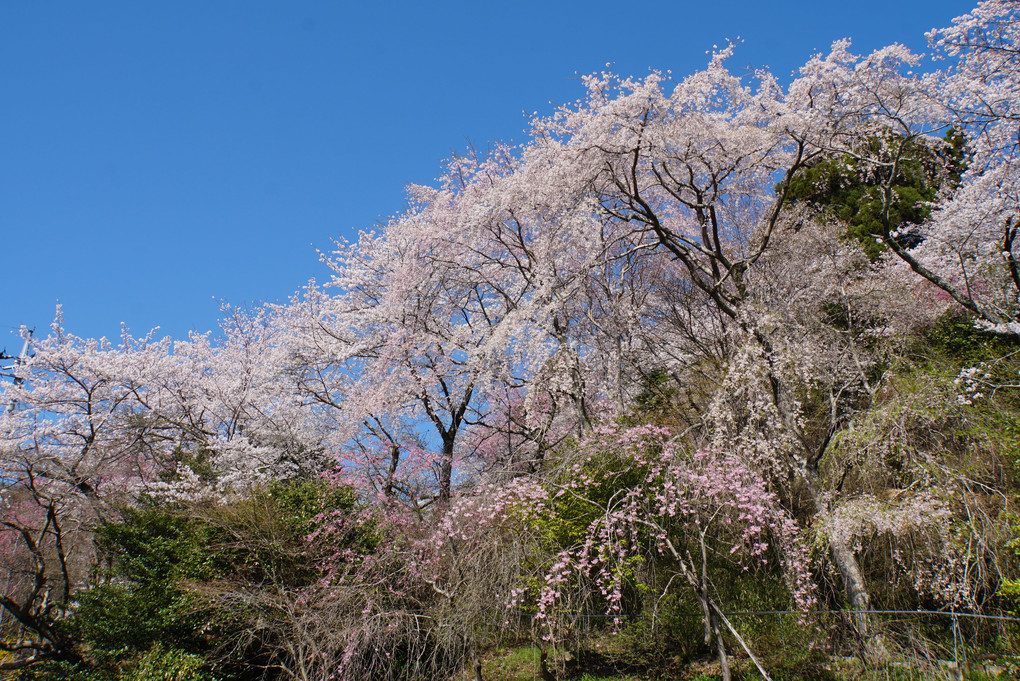 太山寺、桜三昧、たまんない！！