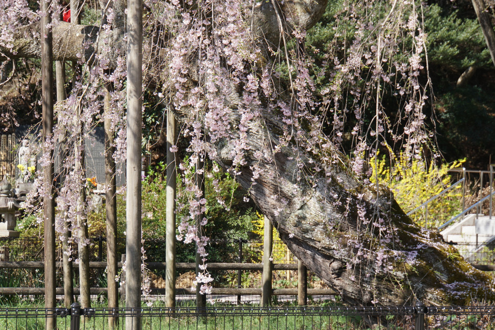 太山寺、桜三昧、たまんない！！