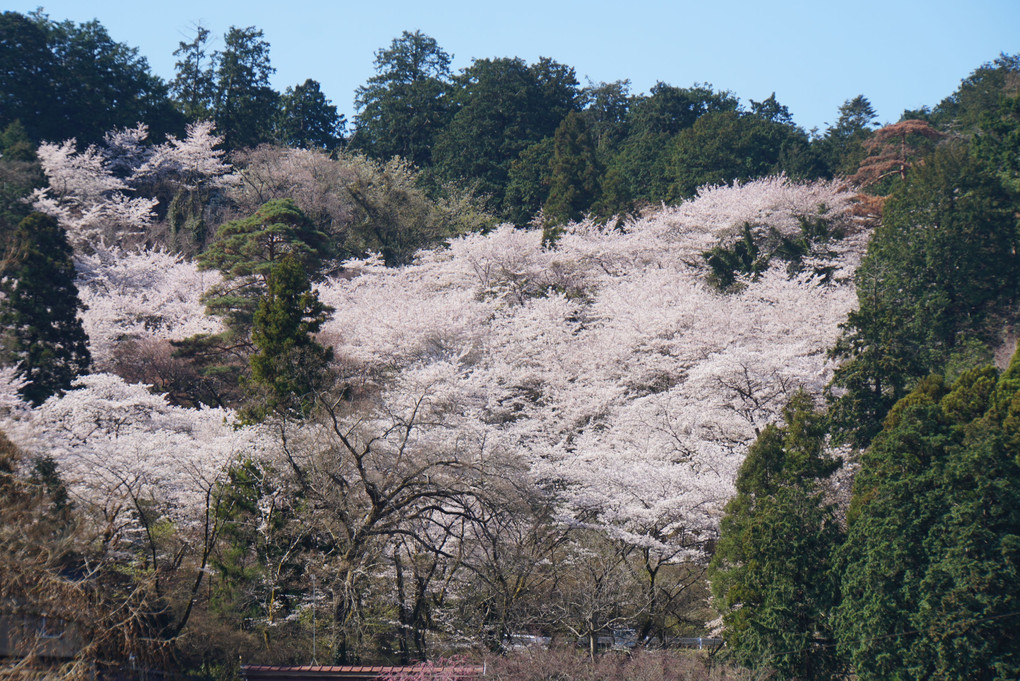 太山寺、桜三昧、たまんない！！