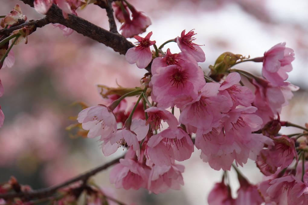 桜いろいろ、楽しいね！