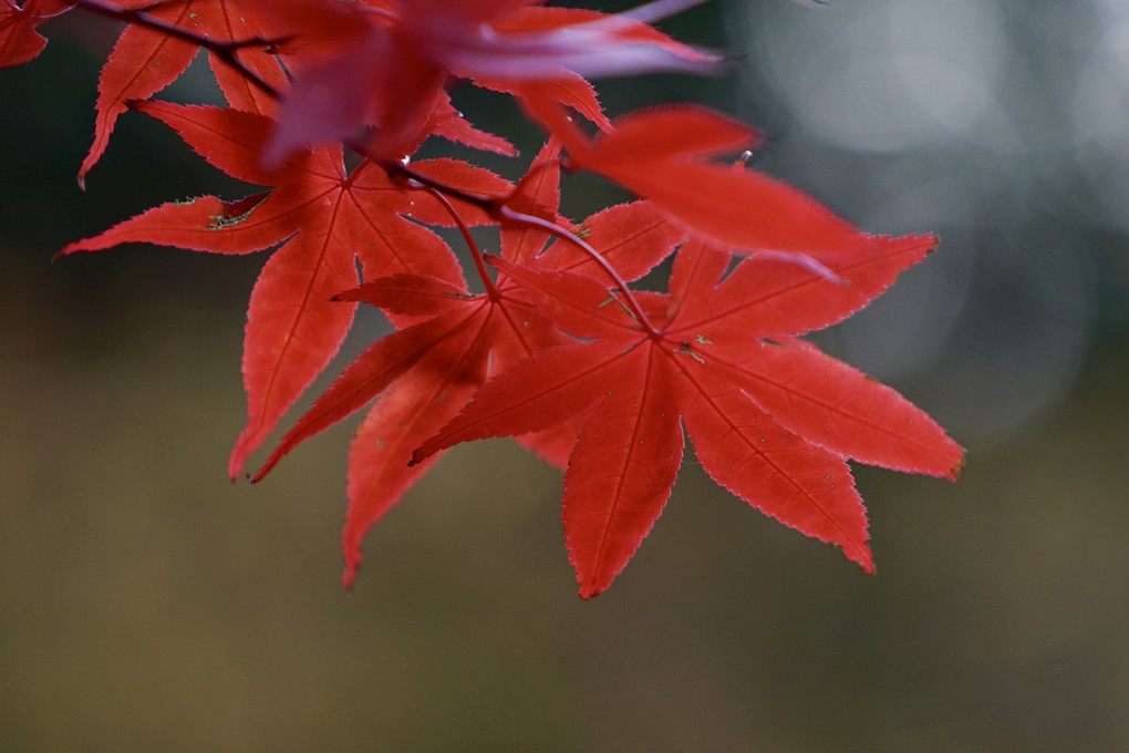 晩秋の紅葉４