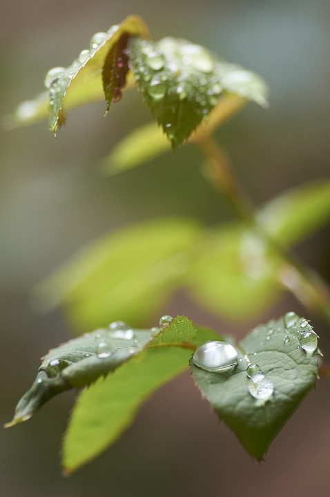 雨しずく