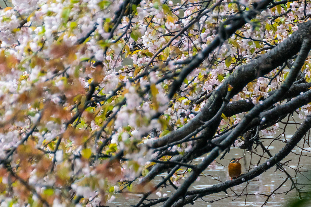 雨の桜にカワセミ！