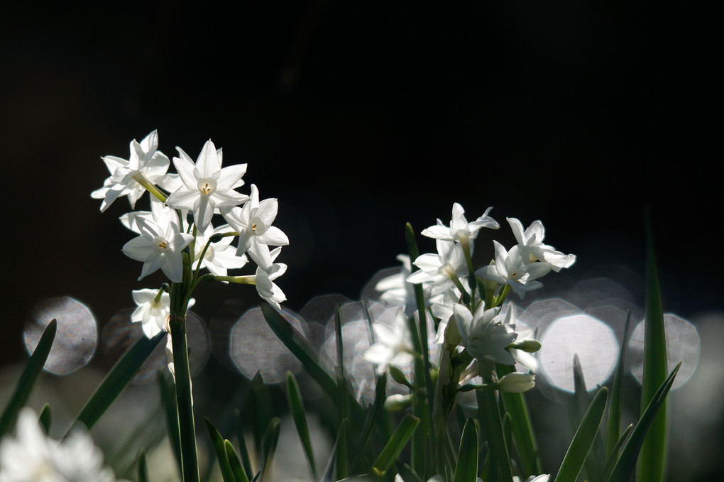  Morning Paper White Narcissus
