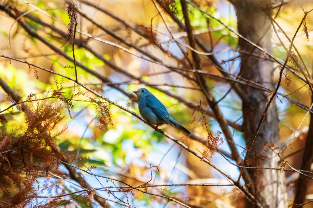 Verditer flycatcher（和名　ロクショウヒタキ）